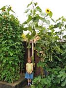 Winner Lily Brown with her 3.8m sunflower